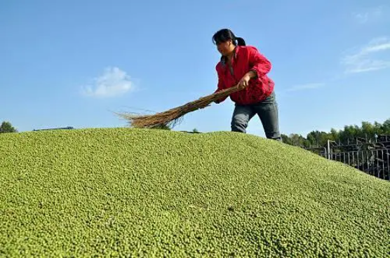 集團全力助推黑龍江省委托招商引資，以農業高質量發展助推鄉村振興